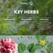 Himalaya Herbal Healthcare Cystone Tablets 100 Count 30g | High-Quality Cystitis | MySupplementShop.co.uk